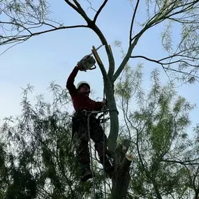 Bild von Arizona Tree Team