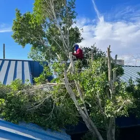 Bild von Arizona Tree Team
