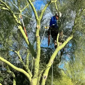 Bild von Arizona Tree Team