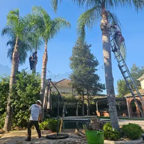 Three workers are actively trimming tall palm trees in a backyard, with two workers scaling the trunks using climbing gear and a ladder. This showcases Clark's Tree Works' expertise in palm tree maintenance.