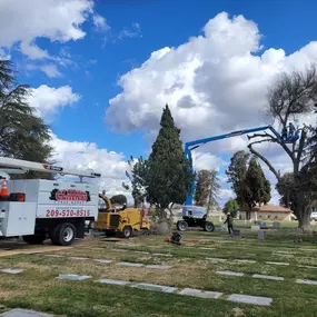 A white Clark's Tree Works truck with a wood chipper and a blue boom lift are set up in a grassy area with trees, likely a cemetery, demonstrating tree removal and maintenance services under a cloudy sky.