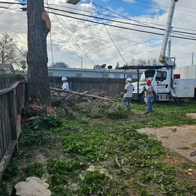 Three workers from Clark's Tree Works are clearing tree debris in a residential area, with a large tree trunk on the ground and a bucket truck in the background. This depicts efficient post-tree removal cleanup.