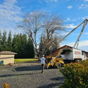 A white Clark's Tree Works truck with a wood chipper attachment is parked in a gravel driveway, with a worker standing near the chipper. A large, bare tree stands prominently against a clear sky.