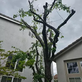 A tall deciduous tree with sparse green leaves and many cut branches stands between two residential houses under an overcast sky. The pruning appears aggressive, indicating extensive tree work.
