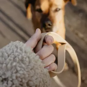 Ein Moment der Verbindung zwischen Mensch und Hund – bereit für einen gemeinsamen Spaziergang. Dieses Bild steht sinnbildlich für den Beginn einer Veränderung durch achtsames Hundetraining bei Kluge Hunde. Vertrauen, Führung und ein entspannter Alltag beginnen genau hier.