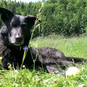 Pause auf der Blumenwiese – dieser entspannte Hund zeigt, wie schön Balance zwischen Spiel, Ruhe und Natur sein kann.