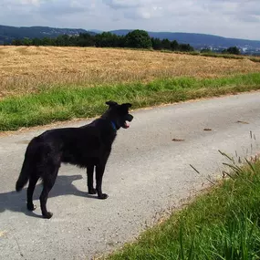 Ein schwarzer Hund beobachtet ruhig die Landschaft – ein Moment der Orientierung, Achtsamkeit und Verbundenheit mit der Umgebung