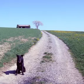 Ein treuer Begleiter auf dem Weg – dieses Bild vermittelt Klarheit, Ausrichtung und Vertrauen auf gemeinsamen Lebenspfaden.
