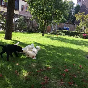 Ein ausgelassener Spielmoment zwischen großem und kleinem Hund – Kommunikation, Sozialverhalten und Bewegung in natürlicher Umgebung.