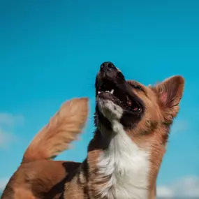 Lebensfreude pur! Ein fröhlicher Hund blickt nach oben und genießt einen unbeschwerten Moment – Symbol für Freiheit und Vertrauen im Alltag mit Hund.