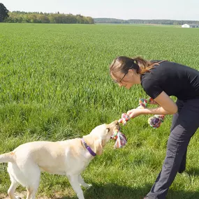 Spiel als Bindungselement – voller Energie und Freude: Der Hund zieht mit Begeisterung an seinem bunten Spielzeug.