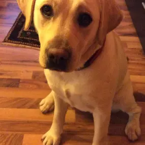 Ein aufmerksamer Blick, der zeigt: Der Hund ist bereit zur Zusammenarbeit. In unserer Arbeit legen wir viel Wert auf klare Kommunikation und positive Motivation.