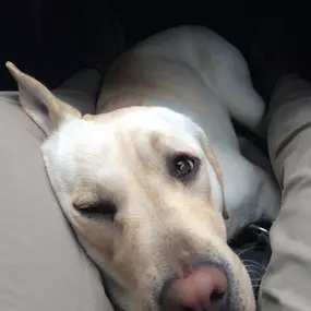 Auch Entspannung will gelernt sein – dieser Hund genießt eine wohlverdiente Pause in sicherer Umgebung. Ruhephasen sind ein wichtiger Teil jeder Ausbildung.