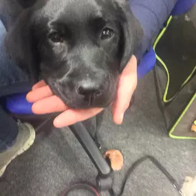 Unser Training beginnt bereits im Welpenalter, mit viel Geduld, Nähe und positiver Bestärkung. Der junge Hund fühlt sich sicher und geborgen bei ersten Übungen im sozialen Umfeld.