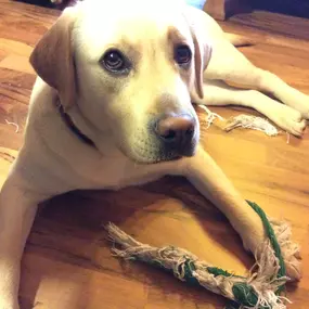 Spiel und Beschäftigung sind wichtige Elemente der mentalen Auslastung. Hier genießt der Hund eine wohlverdiente Pause mit seinem Lieblingsspielzeug.