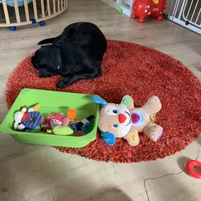 Ein gut strukturierter Ruhe- und Spielbereich trägt zur Ausgeglichenheit des Hundes bei. In einer sicheren und vertrauten Umgebung kann der Hund entspannt spielen und sich zurückziehen.