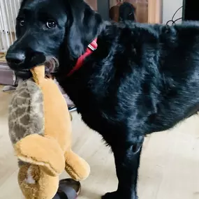 Auch im häuslichen Umfeld fördern wir spielerisches Verhalten und ruhiges Sozialverhalten. Der Hund zeigt hier, wie wichtig Beschäftigung und Sicherheit im Alltag sind.