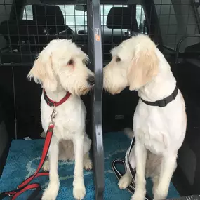 Sichere Transporte gehören zu einem verantwortungsvollen Umgang mit Hunden. In unseren Schulungen zeigen wir, wie Hunde stressfrei und sicher im Auto mitfahren.