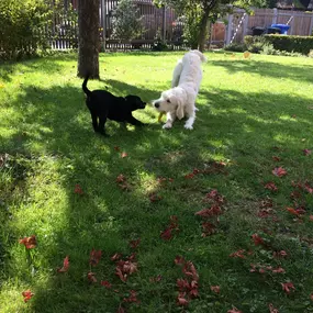 Soziales Spiel ist ein wichtiger Bestandteil unserer Hundeschule. Die Hunde dürfen sich bei uns in geschützter Umgebung frei bewegen und spielerisch austauschen.