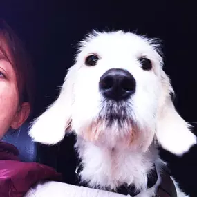 Beratung - Blindenführhundschule und Hundeverhaltensberatung Kluge Hunde
