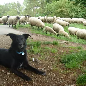 Ein wachsamer Hütehund liegt ruhig vor einer Schafherde – ein Sinnbild für Konzentration, Selbstkontrolle und Bindung durch Training.
