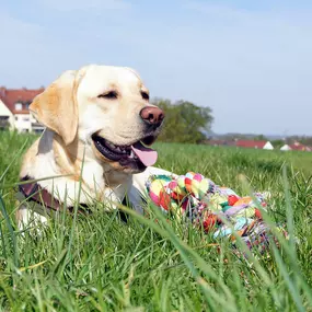 Ein glücklicher Labrador genießt die Ruhe auf der Wiese – mit seinem bunten Spielzeug als Symbol für Spaß, Entspannung und Bindung.