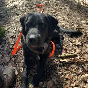 Bild von Hundeberatung für Familienhunde - Kluge Hunde
