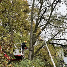 Bild von Garten und Hausbetreuung