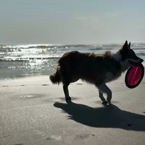 Bild von Fetch Focus Flourish Dog Training