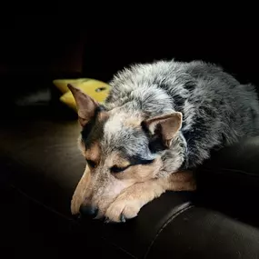 Bild von Fetch Focus Flourish Dog Training