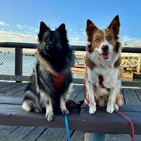Bild von Fetch Focus Flourish Dog Training
