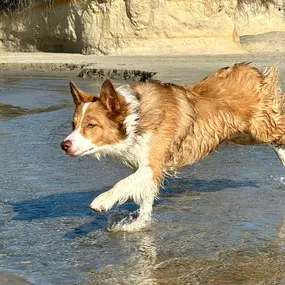 Bild von Fetch Focus Flourish Dog Training