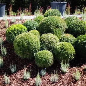 Bild von Hintermann Gartengestaltung GmbH