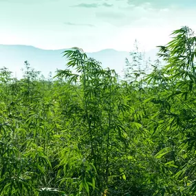 Bild von Siesta G Dispensary
