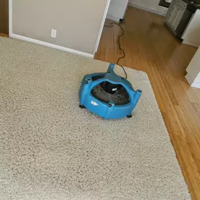 Bild von Carter's Carpet Restoration El Dorado Hills