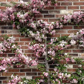 Bild von Salmon Falls Nursery & Landscaping