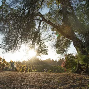 Bild von Lynmar Estate Winery