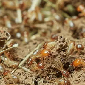 Termites & Wood Destroying Organisms