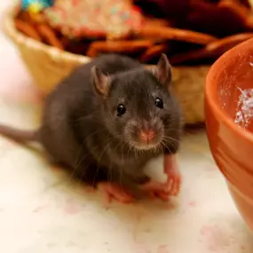 Rats & Mice