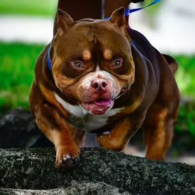 Bild von Venomline Pocket Bullies