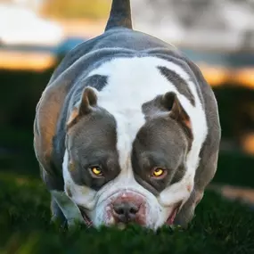 Bild von Venomline Pocket Bullies