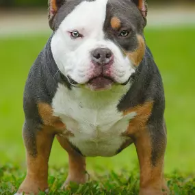 Bild von Venomline Pocket Bullies