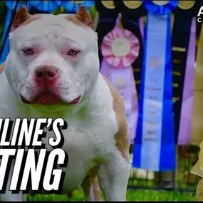 Bild von Venomline Pocket Bullies