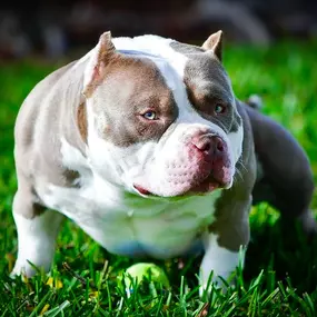 Bild von Venomline Pocket Bullies