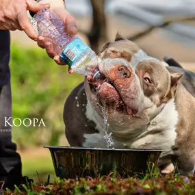 Bild von Venomline Pocket Bullies