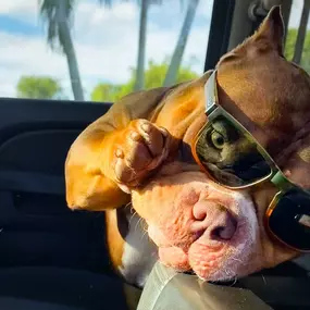 Bild von Venomline Pocket Bullies