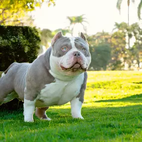 Bild von Venomline Pocket Bullies