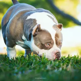 Bild von Venomline Pocket Bullies