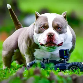 Bild von Venomline Pocket Bullies