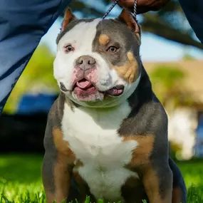 Bild von Venomline Pocket Bullies